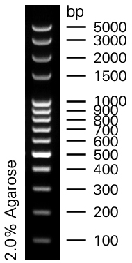 100bp plus.jpg