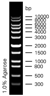 1KB plus.jpg
