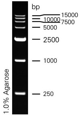 DL15000.jpg