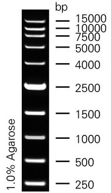 DL15000 plus.jpg