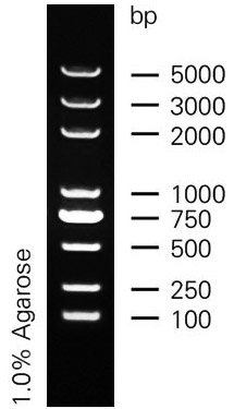 DL2000 plus.jpg