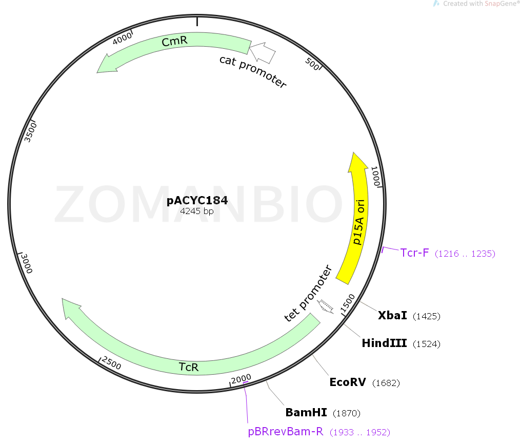 ZK106 pACYC184.png