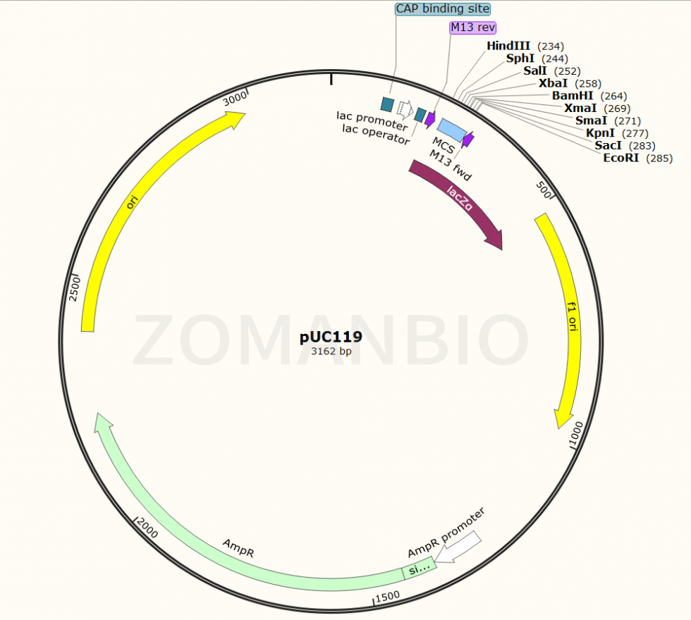 ZK112pUC119大腸克隆質(zhì)粒.png