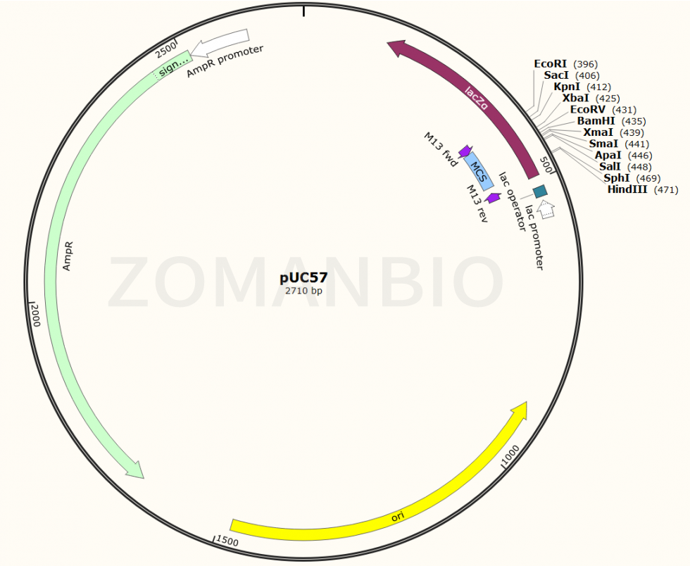 ZK113pUC57大腸克隆質(zhì)粒.png
