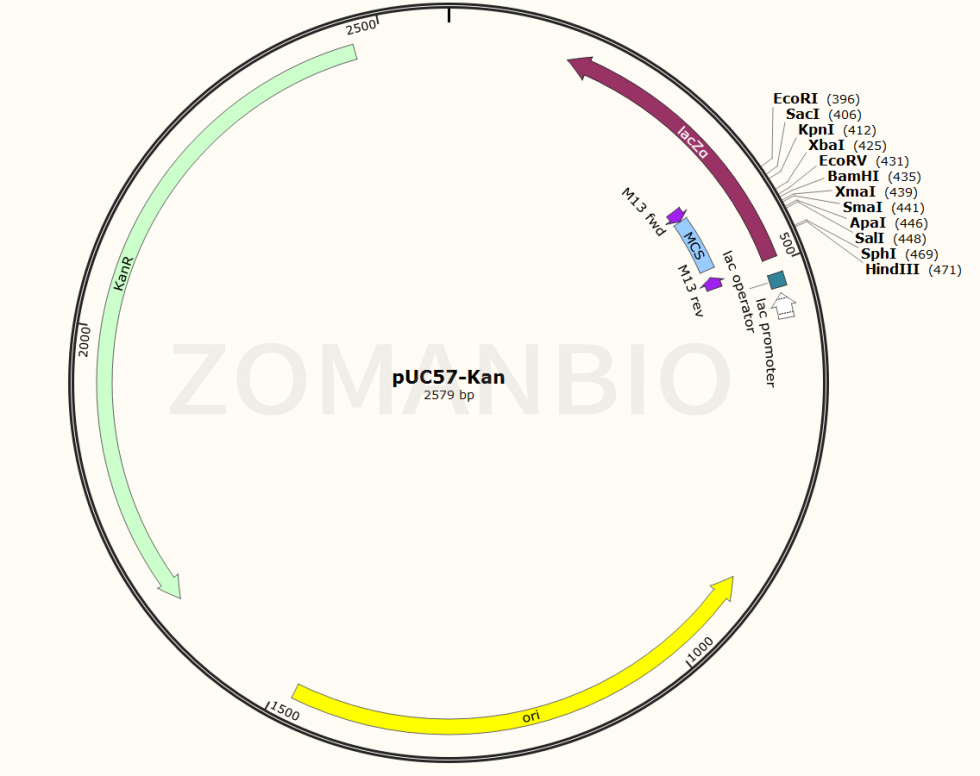 ZK115pUC57-Kan.png