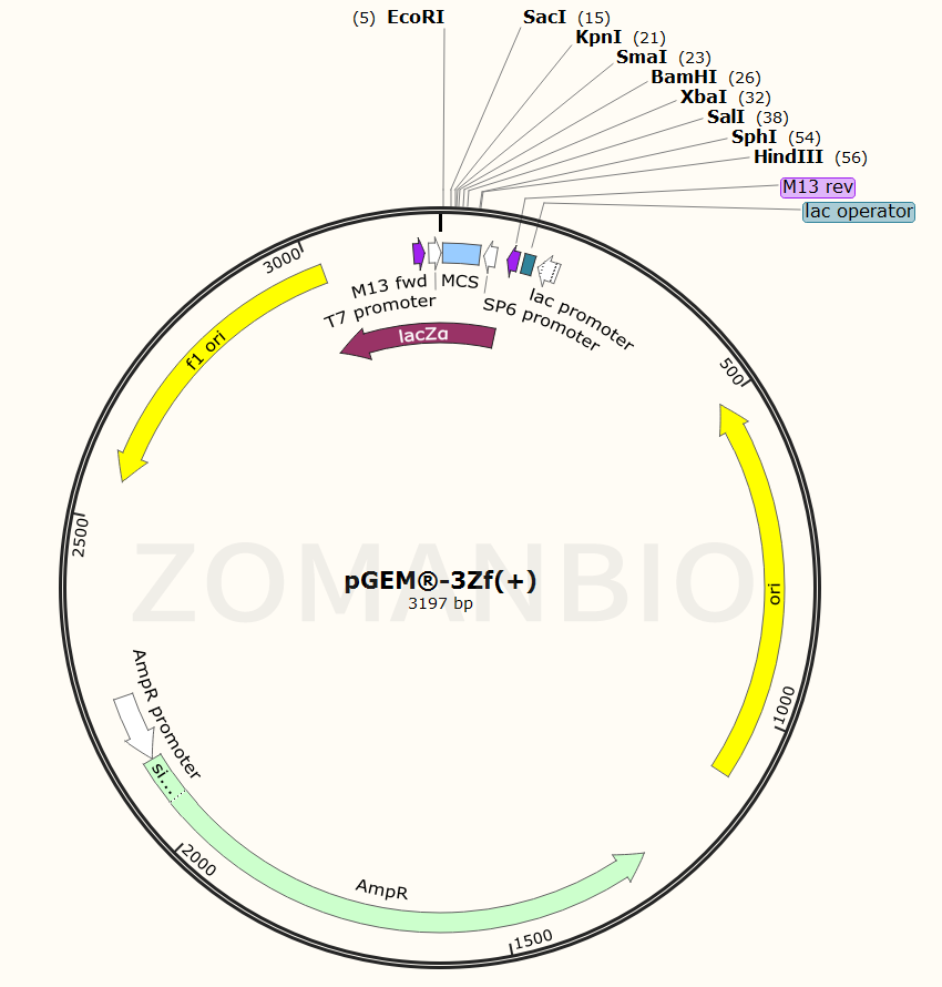 ZK122pGEM-3Zf(+).png