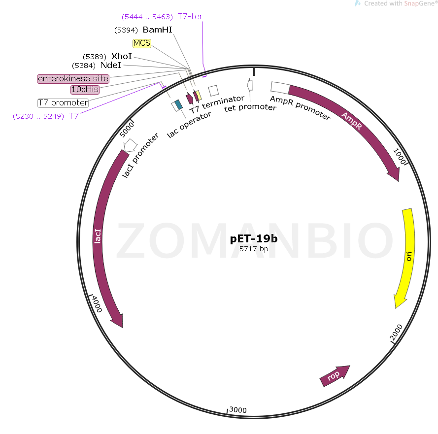 ZK149pET-19b.png