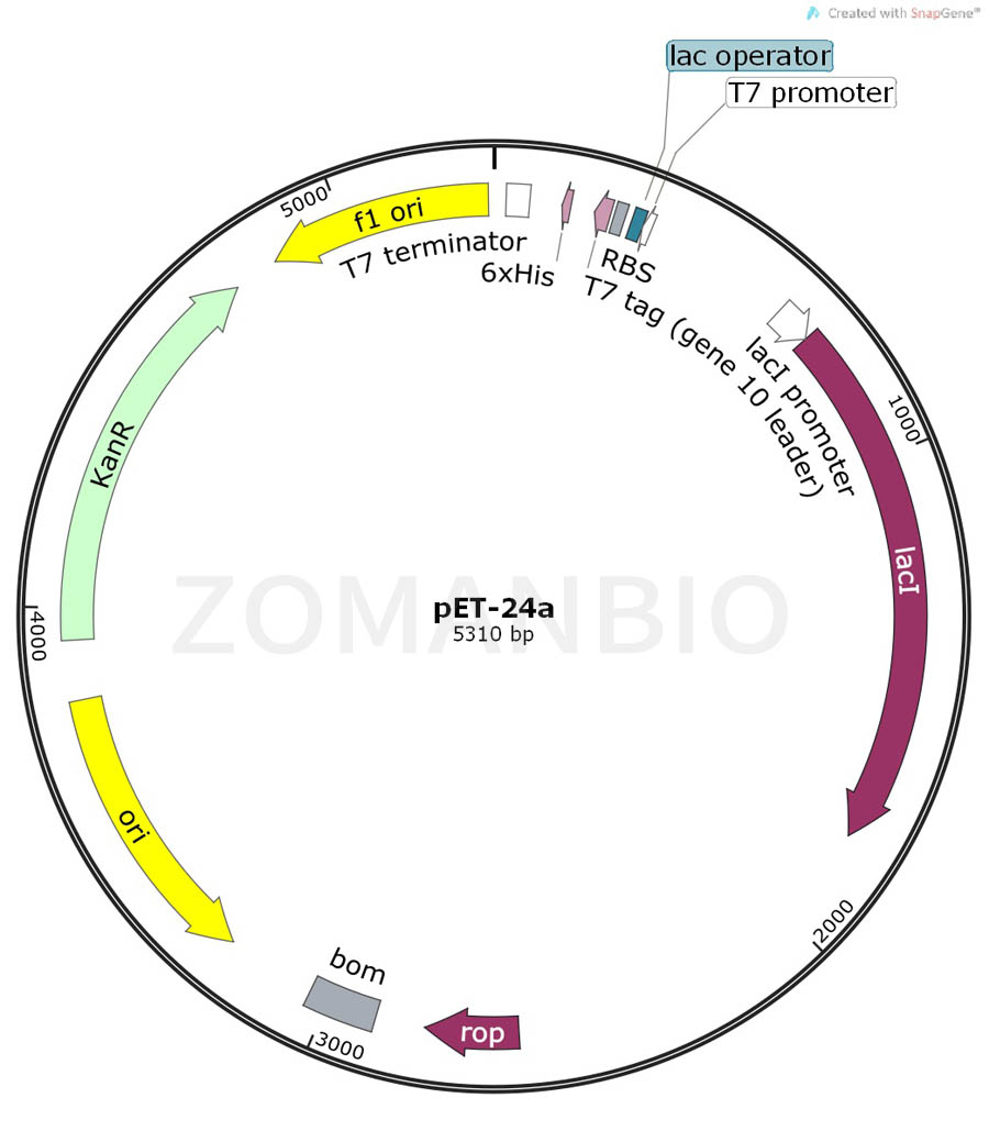 ZK154pET-24a.jpg