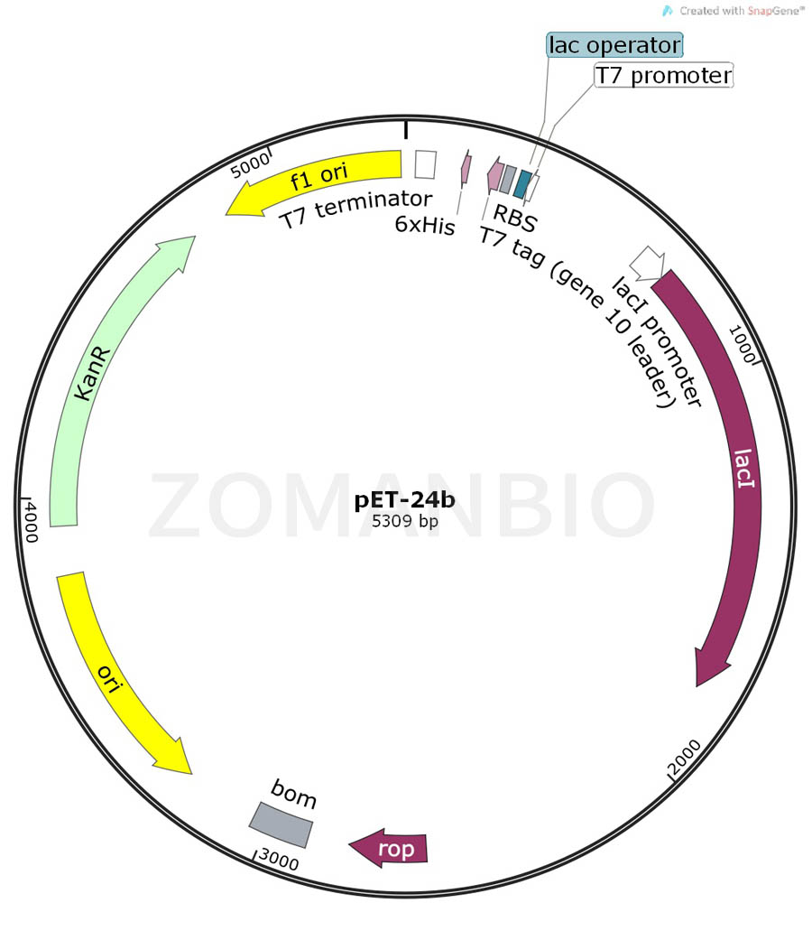 ZK155pET-24b.jpg