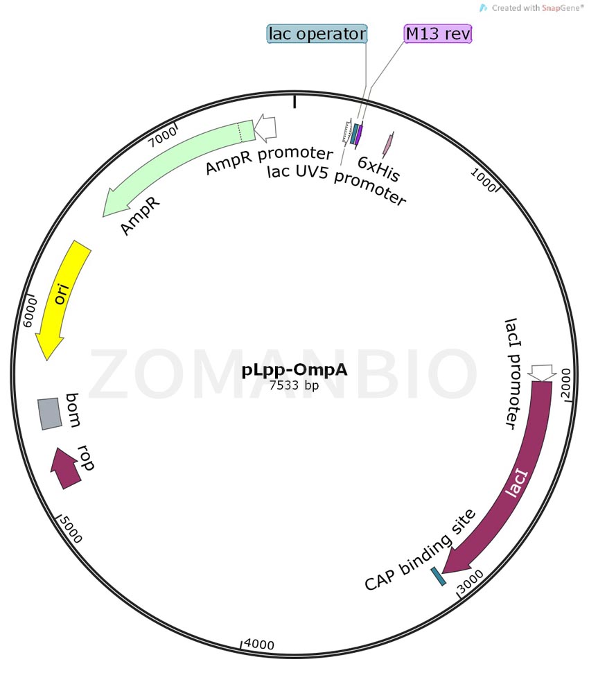 ZK199pLpp-OmpA.jpg
