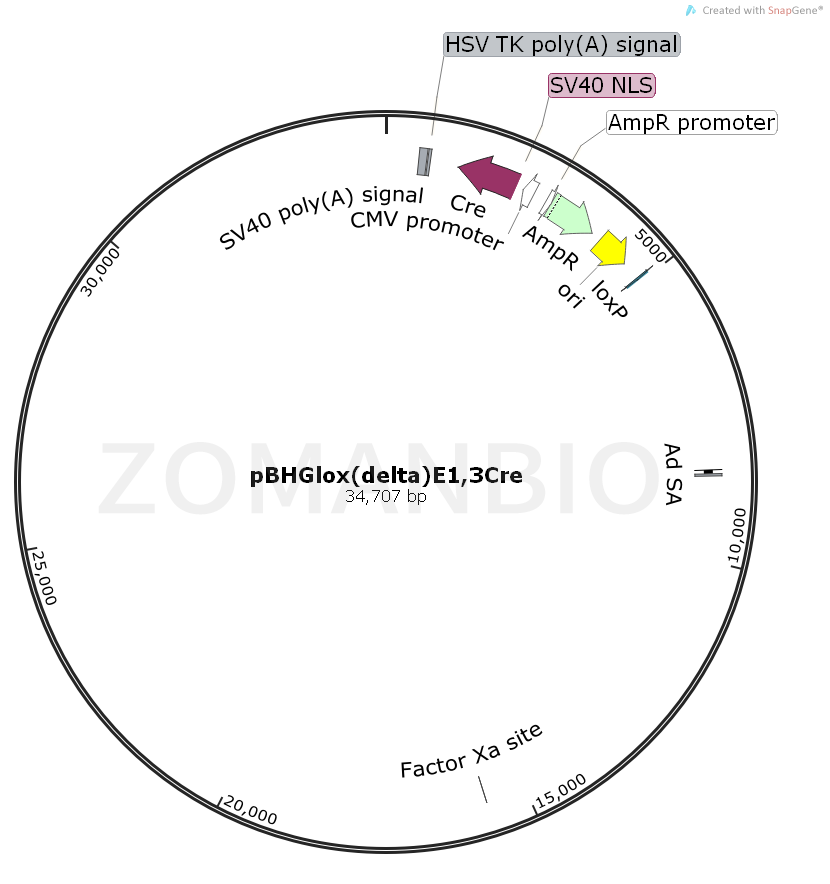 ZK581pBHGlox(delta)E13Cre.png