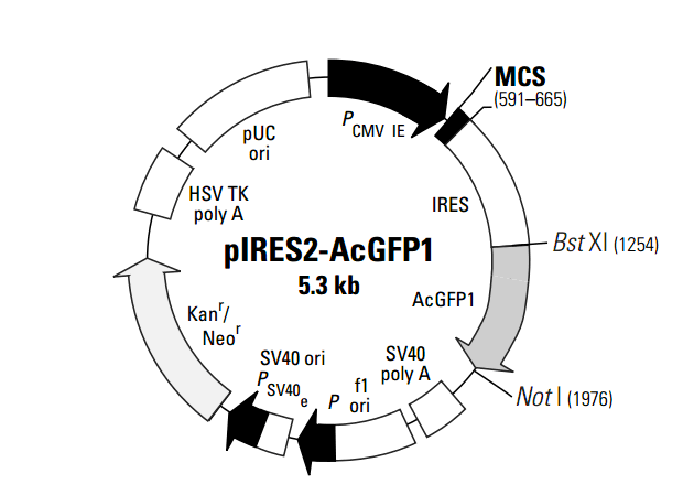 ZK428pIRES2-AcGFP1.png