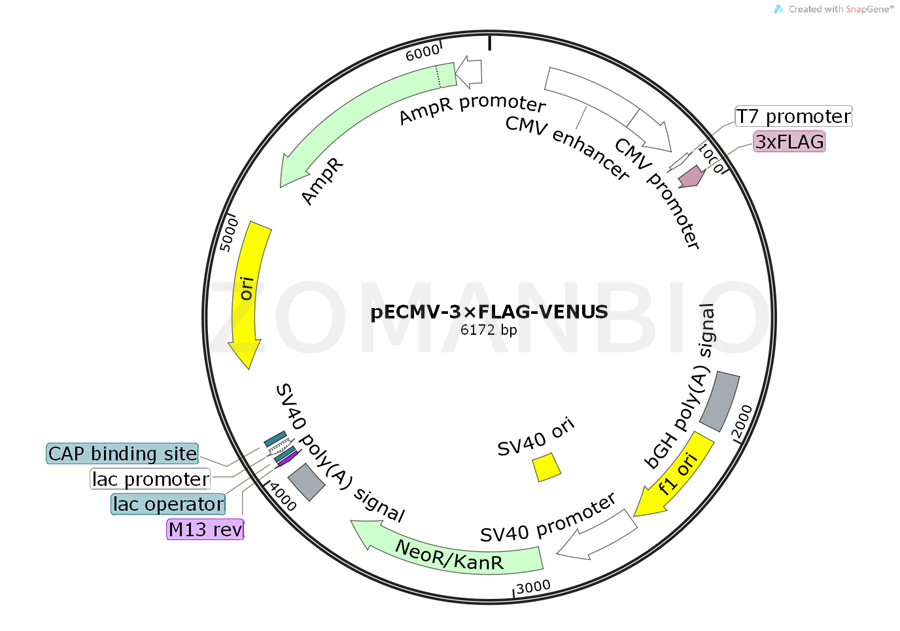 ZK453pECMV-3×FLAG-VENUS.png