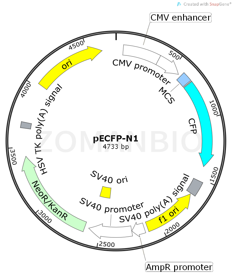ZK459pECFP-N1.png
