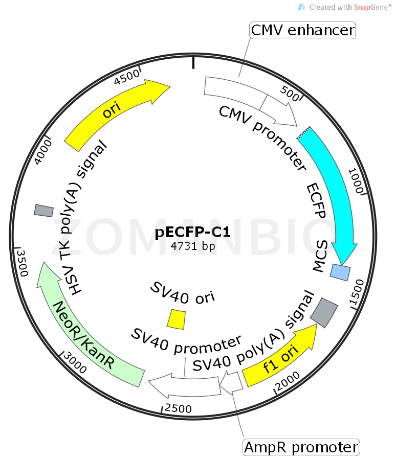 ZK460pECFP-C1.png