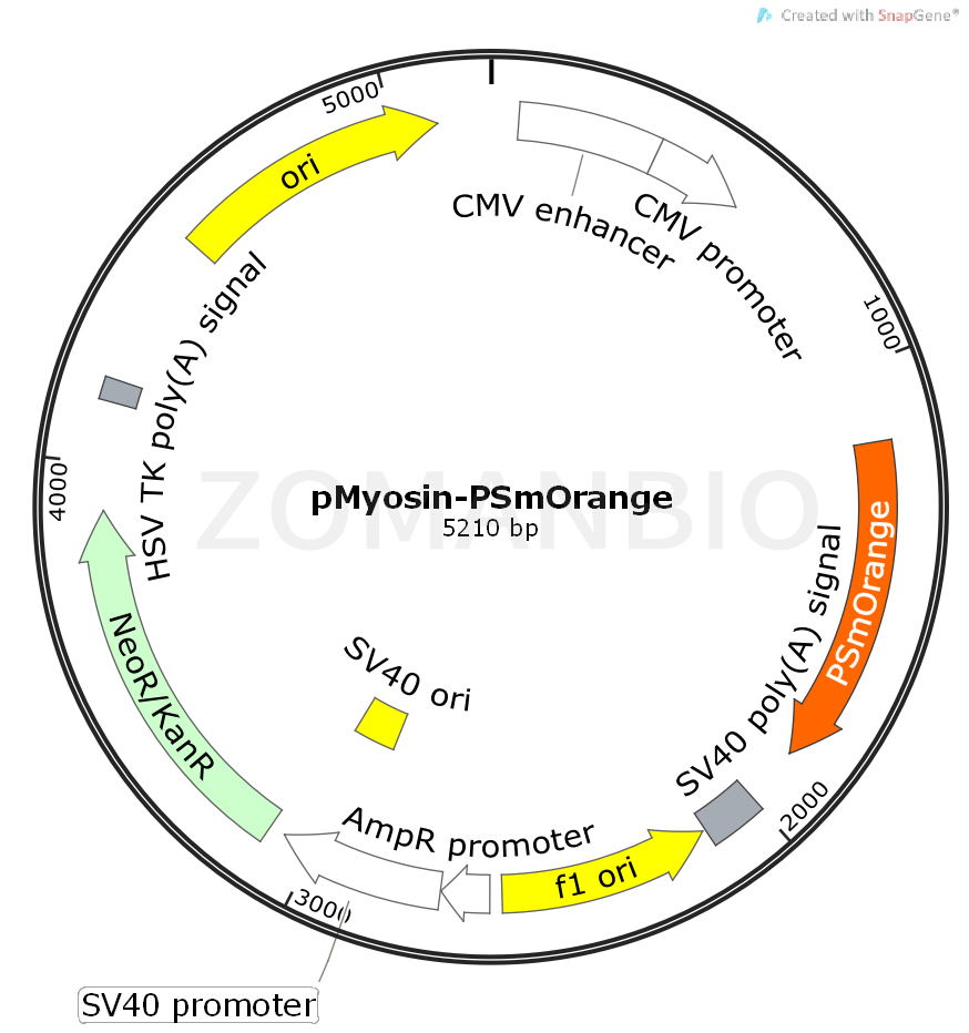 ZK463pMyosin-PSmOrange.png