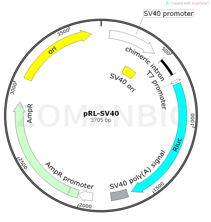 ZK488pRL-SV40.png