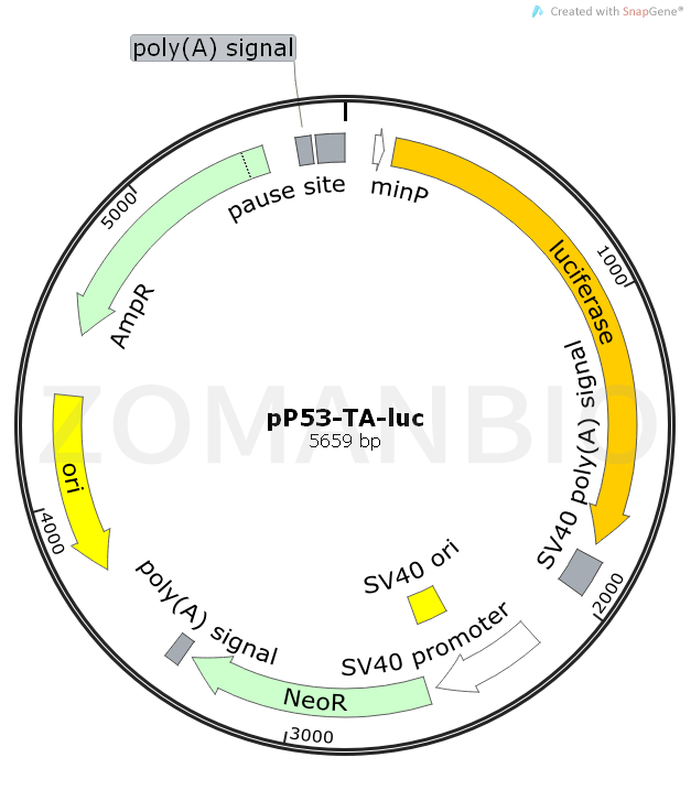 ZK493pP53-TA-luc.png