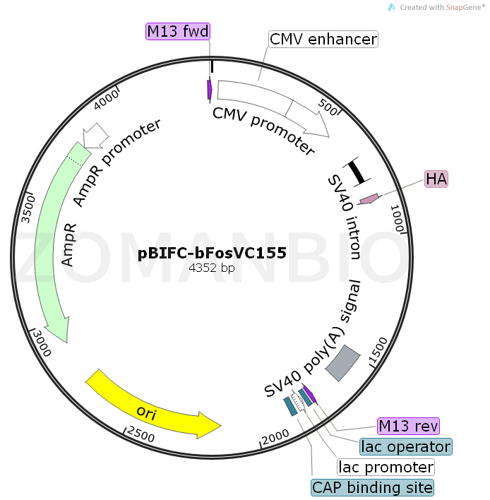 ZK523pBIFC-bFosVC155.png