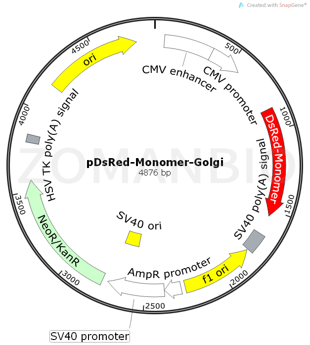 ZK529pDsRed-Monomer-Golgi.png