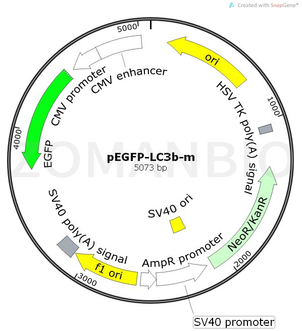 ZK536pEGFP-LC3b-m.png