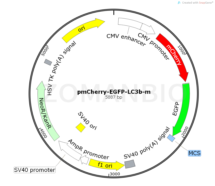 ZK541pmCherry-EGFP-LC3b-m.png