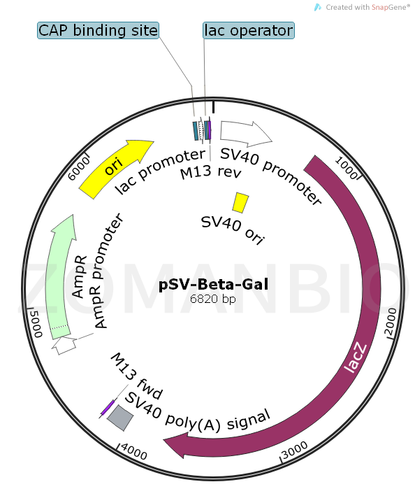 ZK552pSV-Beta-Gal.png