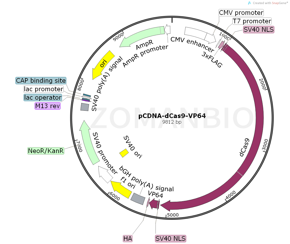 ZK617pCDNA-dCas9-VP64.png
