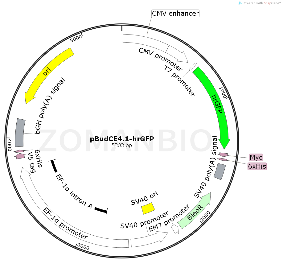 ZK689pBudCE4.1-hrGFP.png