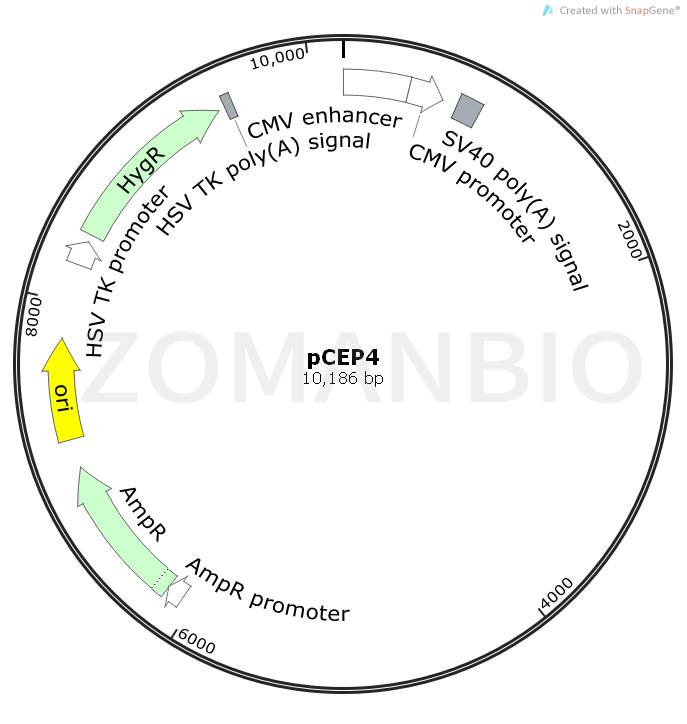 ZK712pCEP4.png