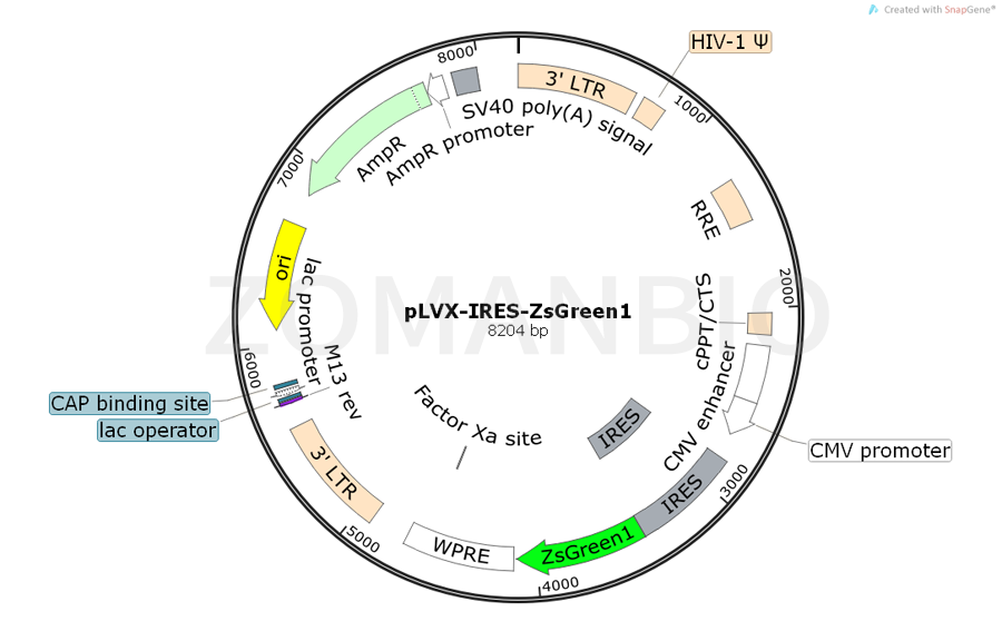 ZK758pLVX-IRES-ZsGreen1.png