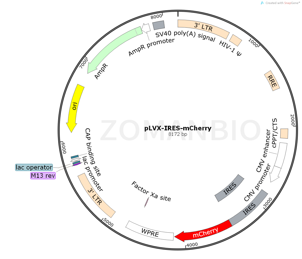ZK760pLVX-IRES-mCherry.png