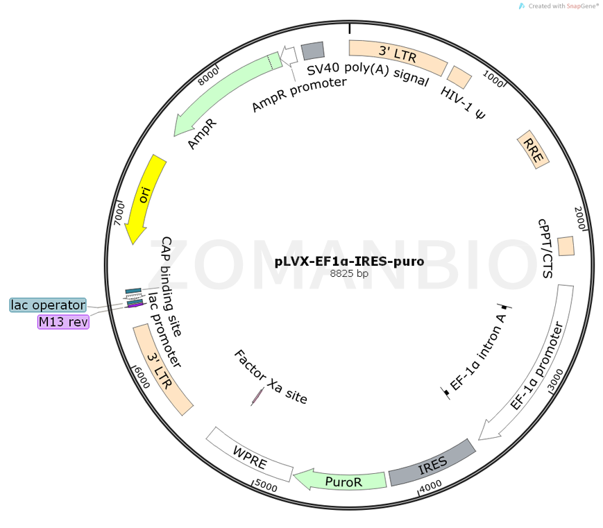 ZK763pLVX-EF1α-IRES-puro.png