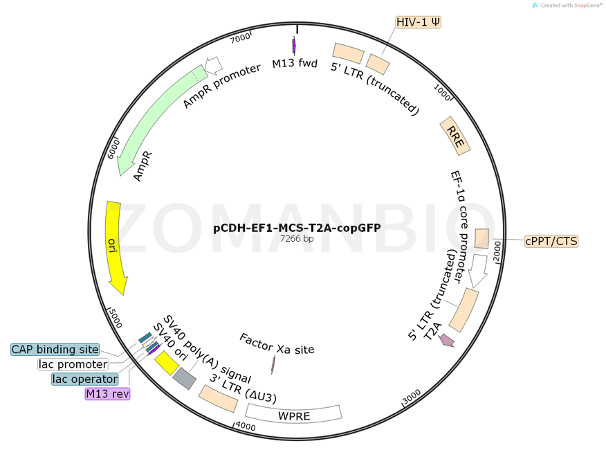 ZK782pCDH-EF1-MCS-T2A-copGFP.png