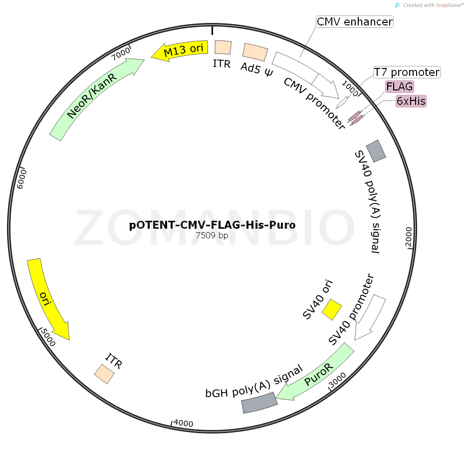 ZK788pOTENT-CMV-FLAG-His-Puro.png