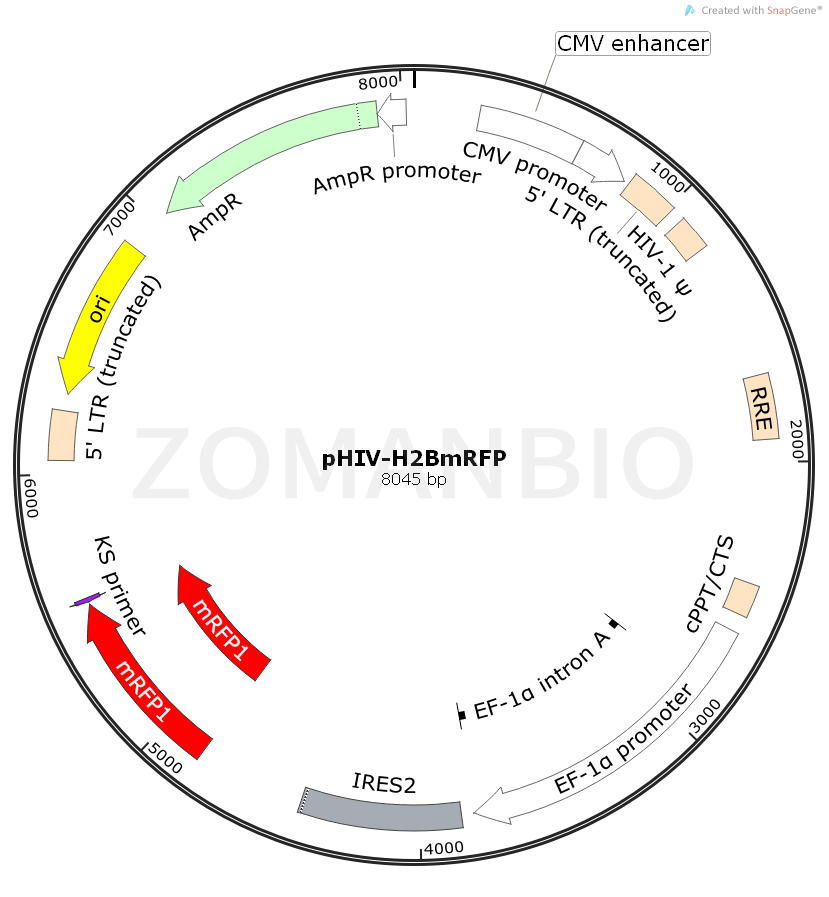 ZK791pHIV-H2BmRFP.png