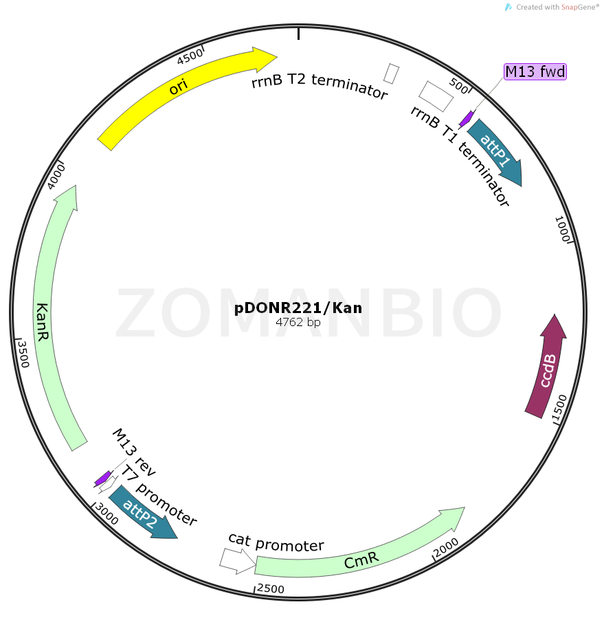 ZK873pDONR221Kan.png