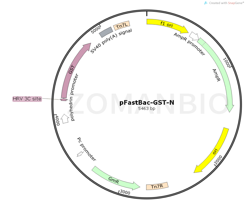 ZK1040pFastBac-GST-N.png