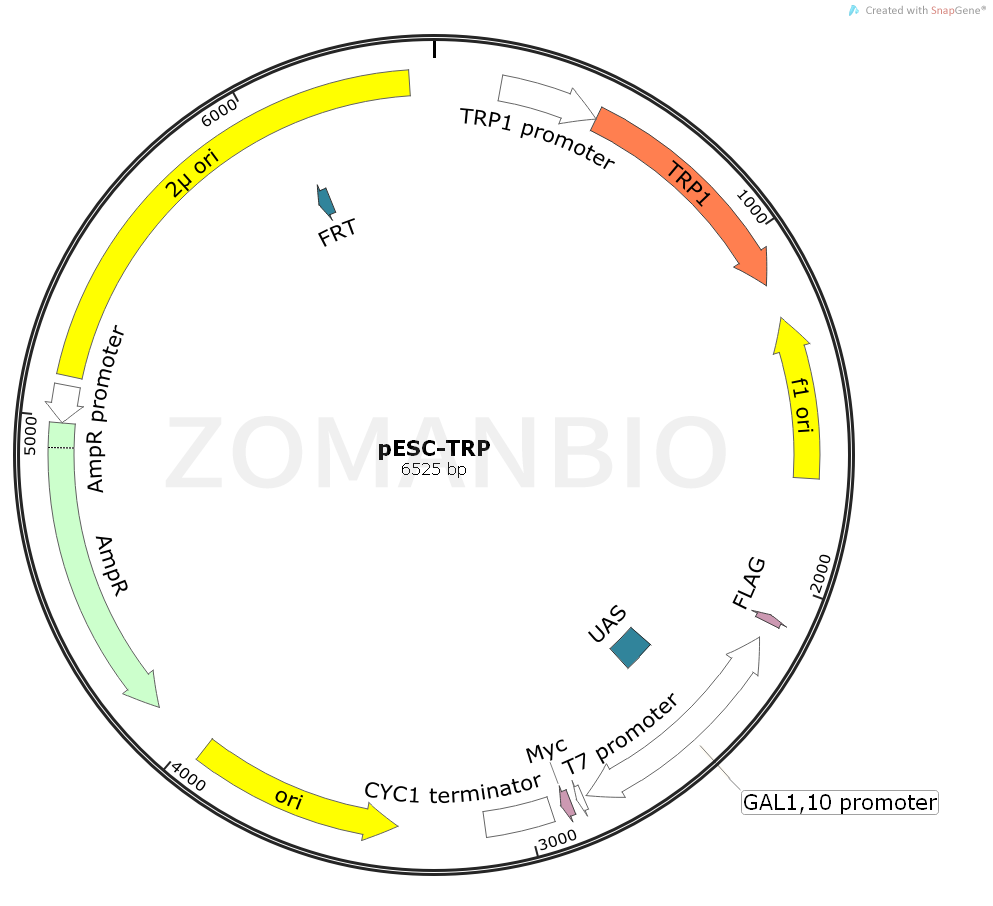 ZK946pESC-TRP.png
