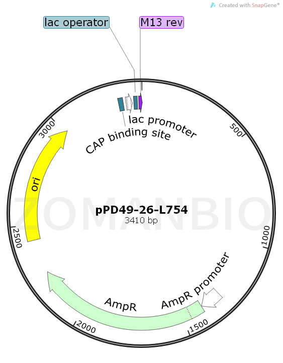 ZK1049pPD49-26-L754.png