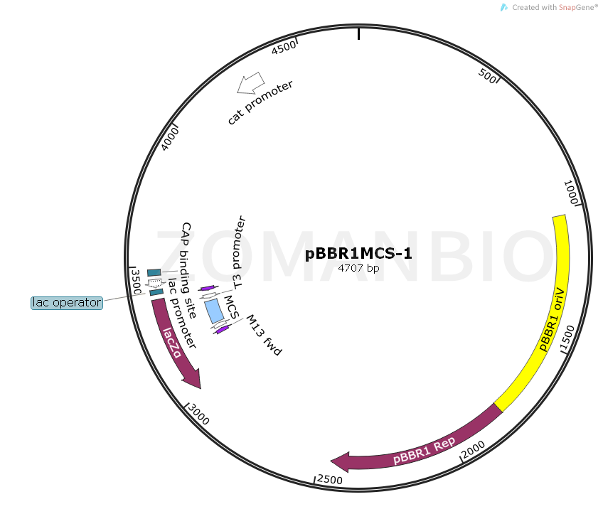 ZK1109pBBR1MCS-1廣宿主表達(dá)質(zhì)粒.png
