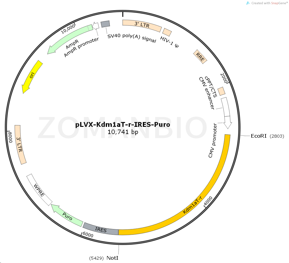 ZK1535pLVX-Kdm1aT-r-IRES-Puro.png