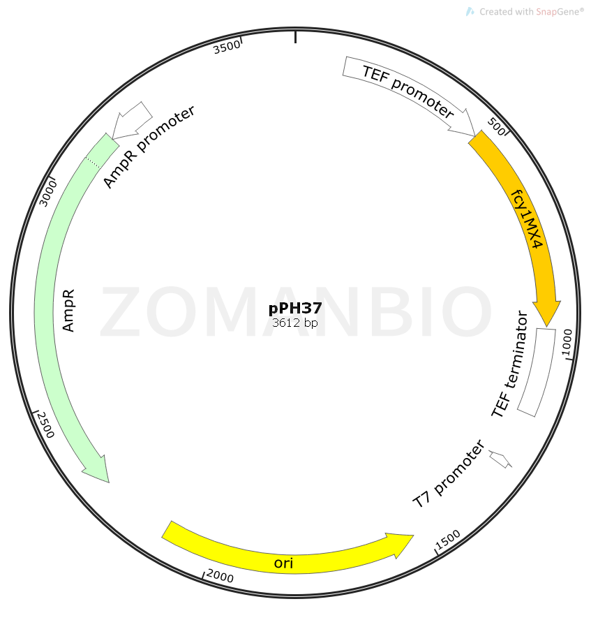 ZK1549 pPH37.png