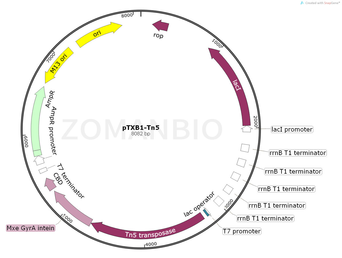 ZK2063 pTXB1-Tn5.png