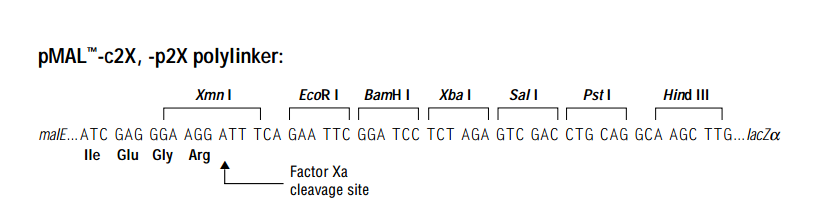 ZK1575 pMal-p2X.png
