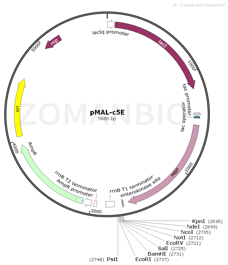 ZK1579 pMal-c5E.png