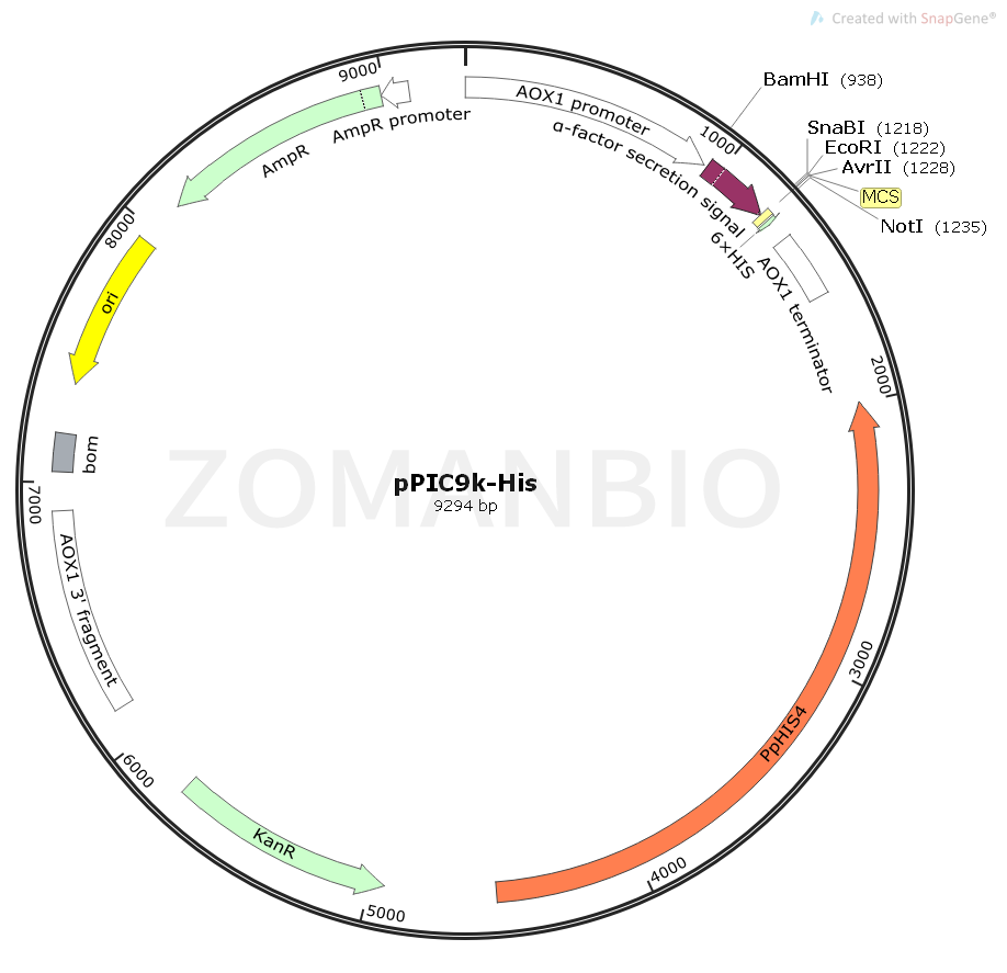 ZK1770 pPIC9K-His.png