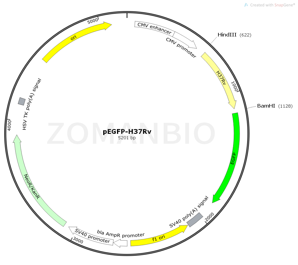 ZK1774 pEGFP-H37RV.png