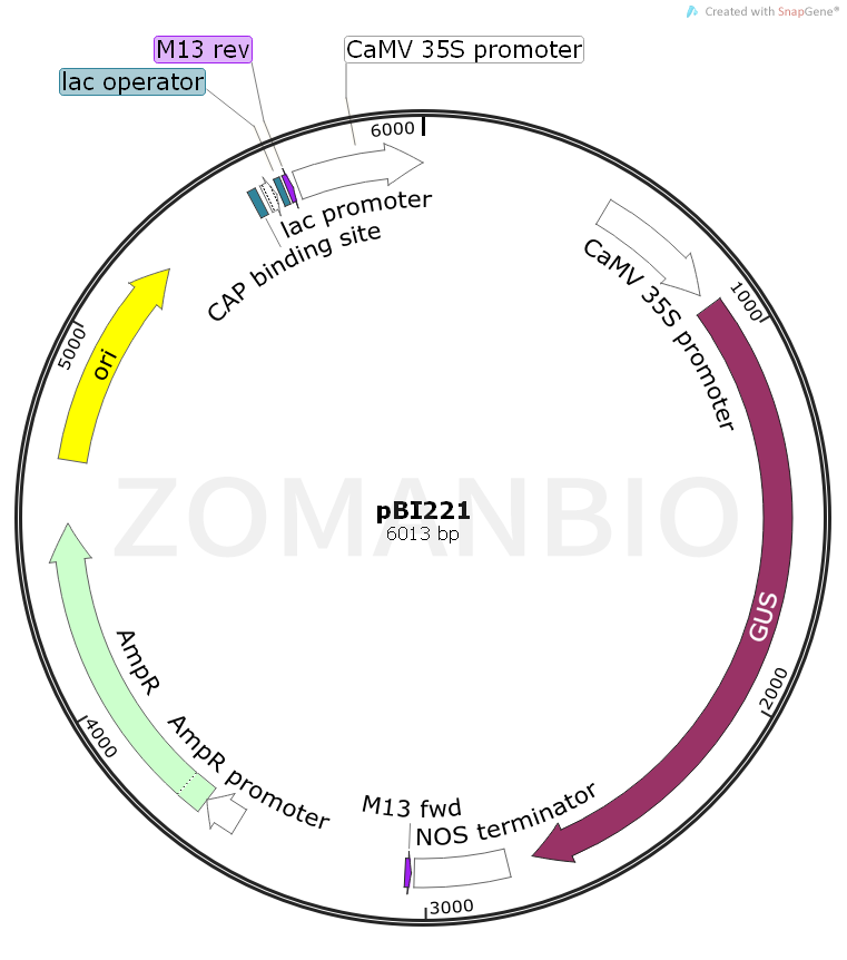 ZK2336pBI221.png