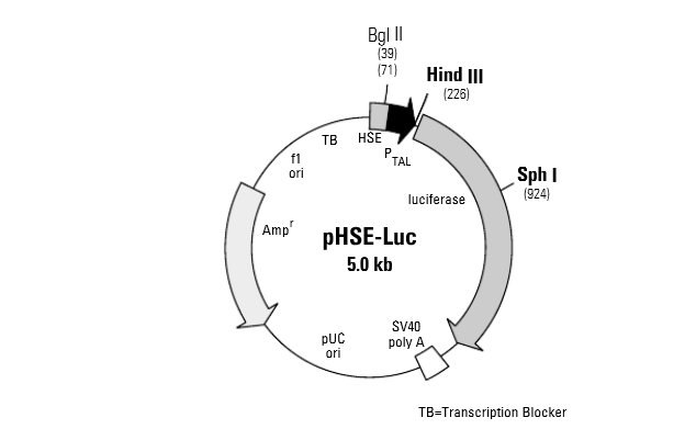 ZK1816 pHSE-Luc.png